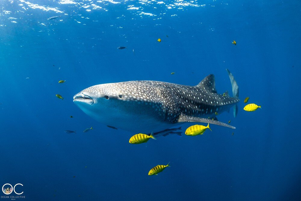Ningaloo Reef Whale Sharks-珊瑚湾必去景点