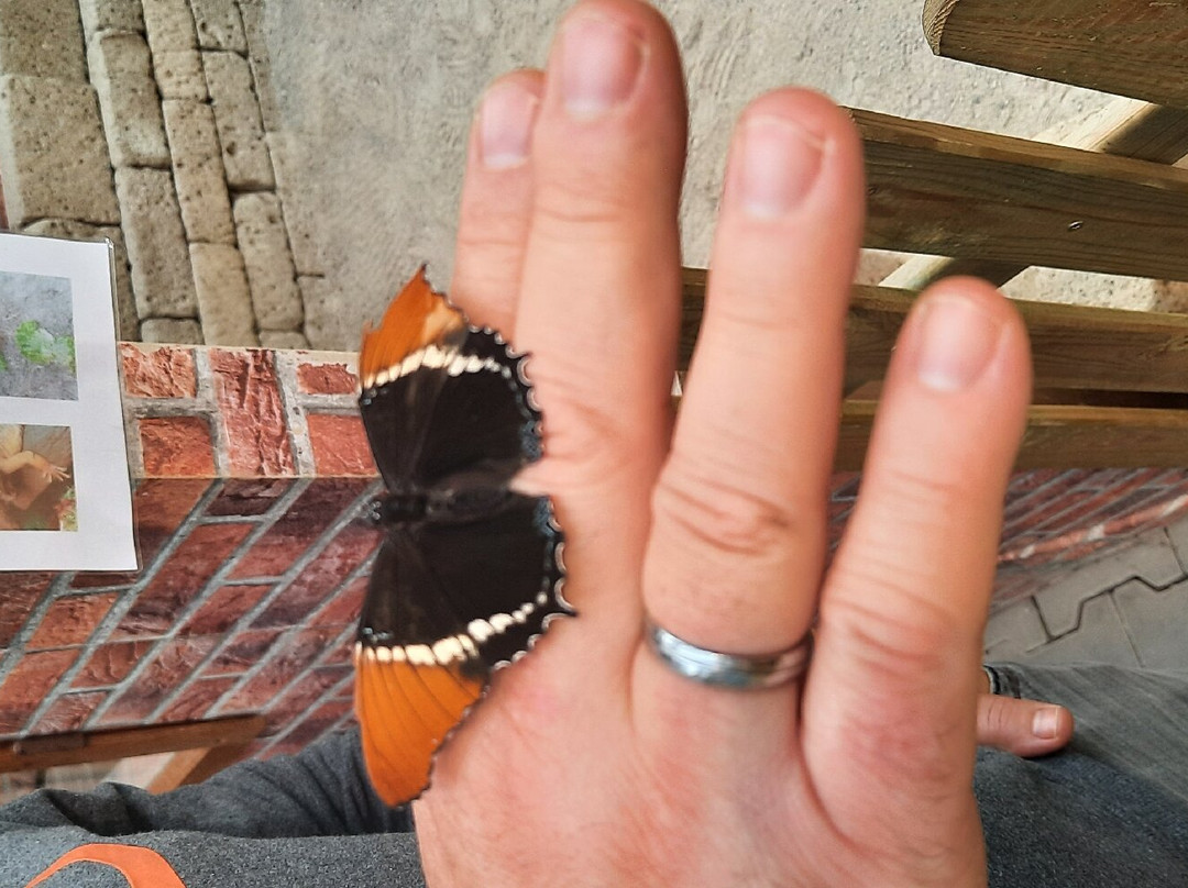 Allgäuer Schmetterling Erlebniswelt景点图片