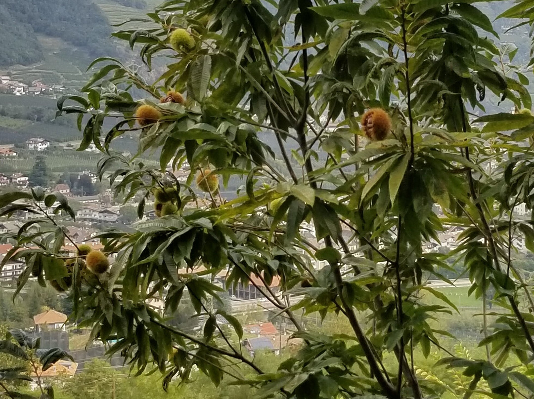 Marlinger Waalweg景点图片