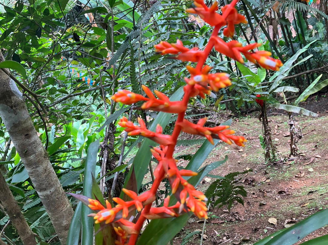 Finca Alejandria "El Paraiso de los Colibries"景点图片