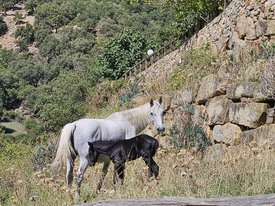 Agriturismo Monte Soprano主图