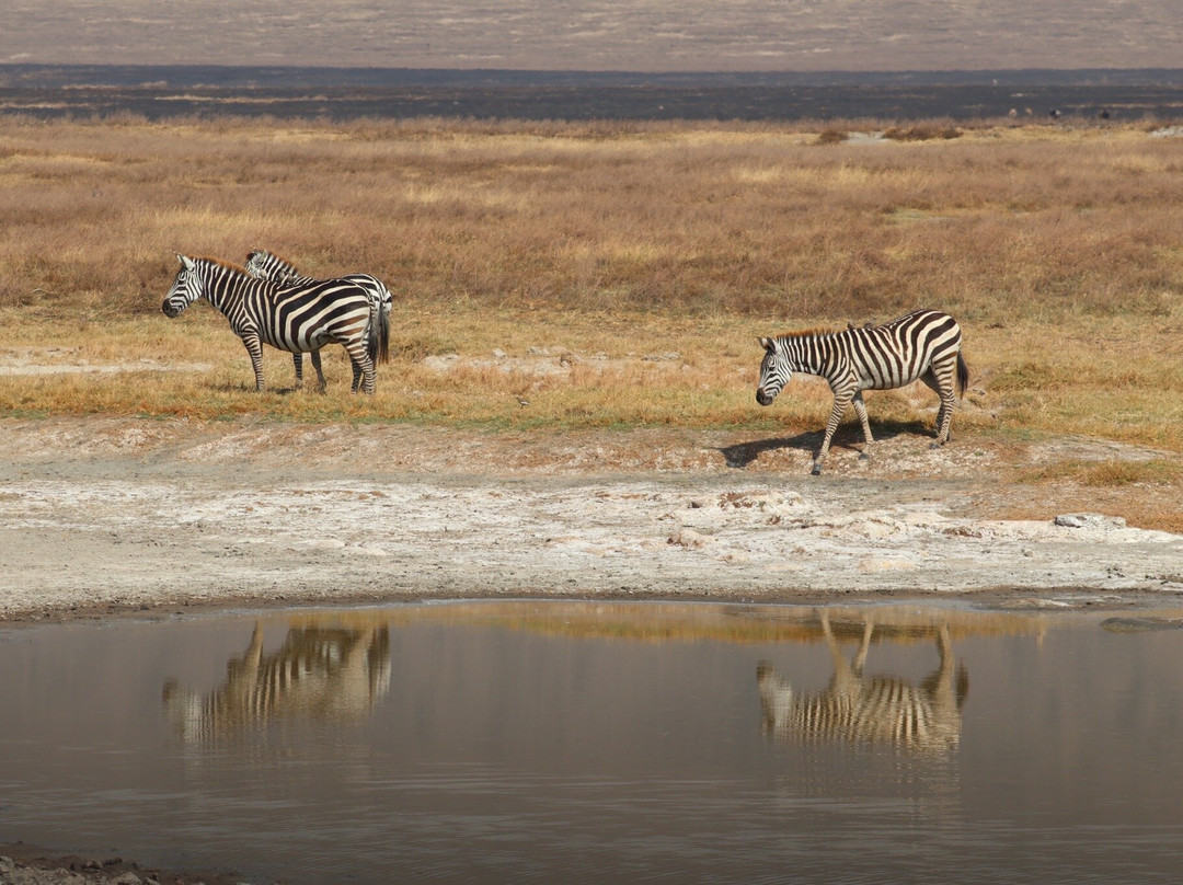 World Lineage Safaris-内罗毕必去景点