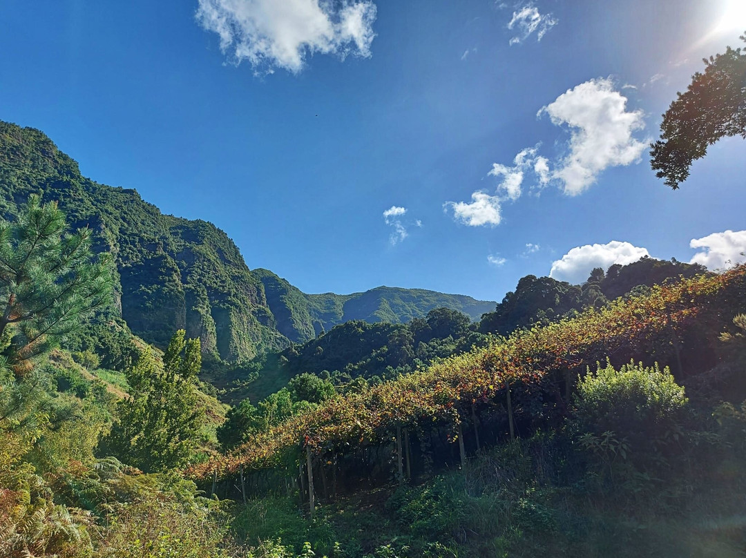 Discovering Madeira One Day Wine Tour-马德拉群岛必去景点