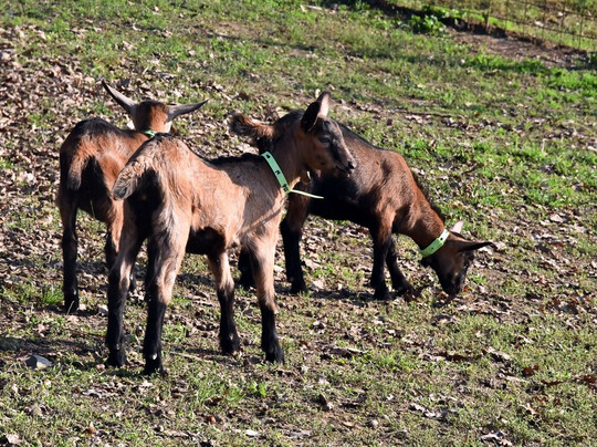 Azienda Agricola Capre E Cavoli