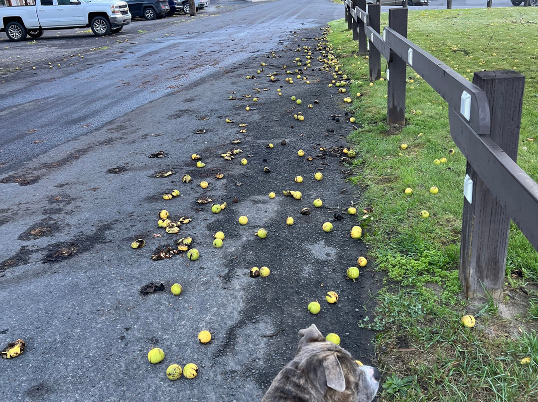 White Pine Motel主图