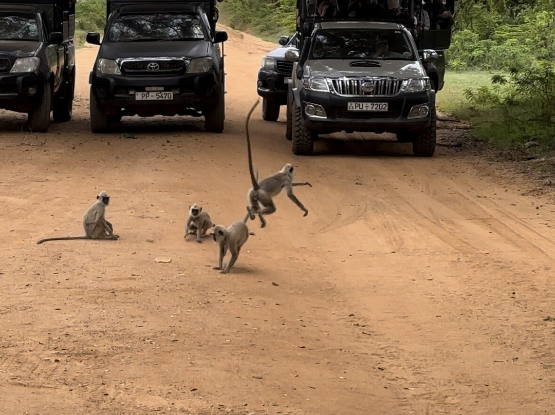 雅拉国家公园观赏野生动物-雅拉国家公园必去景点