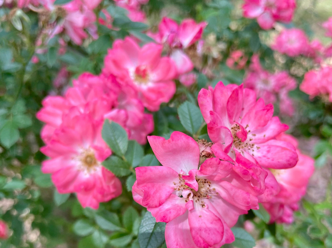 Ash Wednesday Memorial Park-Beaconsfield Upper必去景点