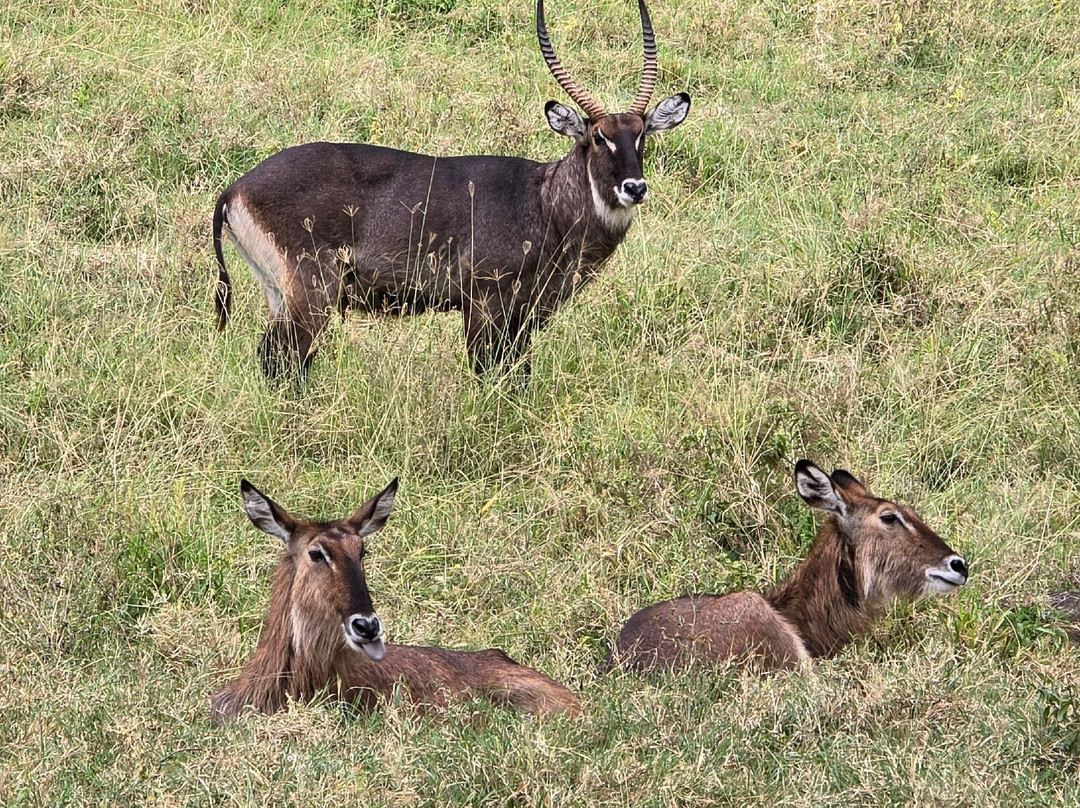 Lake Nakuru-纳库鲁必去景点