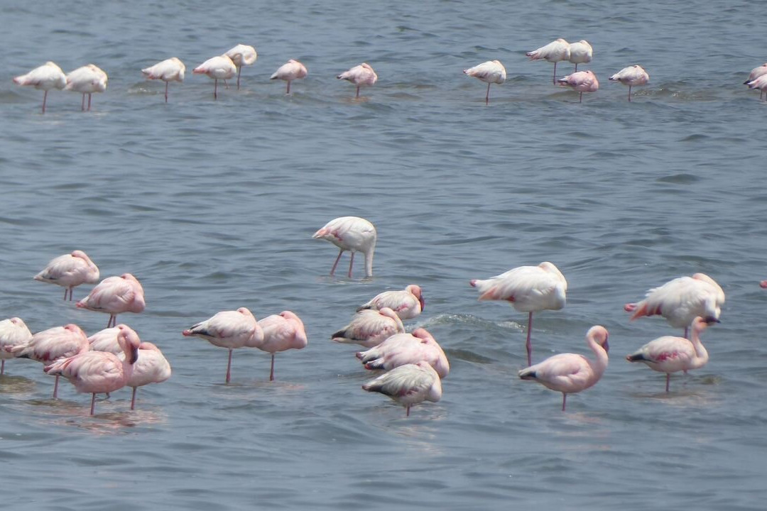 Flamingo lagoon-华维斯湾必去景点