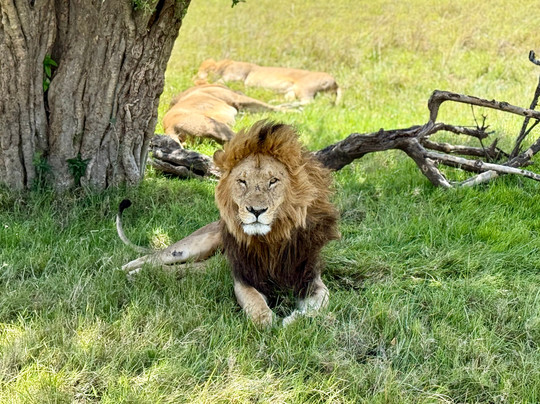 Natural World Kenya Safaris - Mombasa-蒙巴萨必去景点