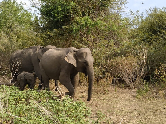 Hai Sri Lanka Tours-科伦坡必去景点