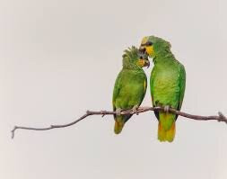 Nanan's Caroni Bird Sanctuary Tours-Caroni必去景点