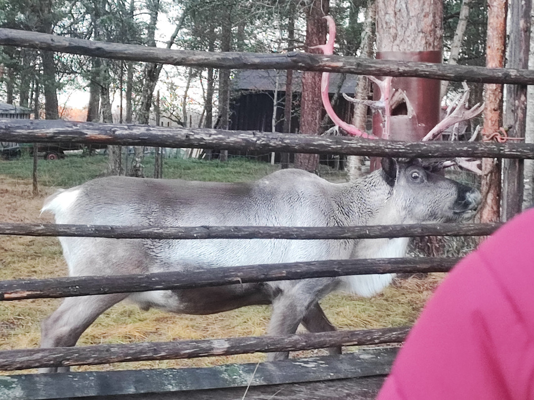 Tuula's Reindeer-伊纳里必去景点