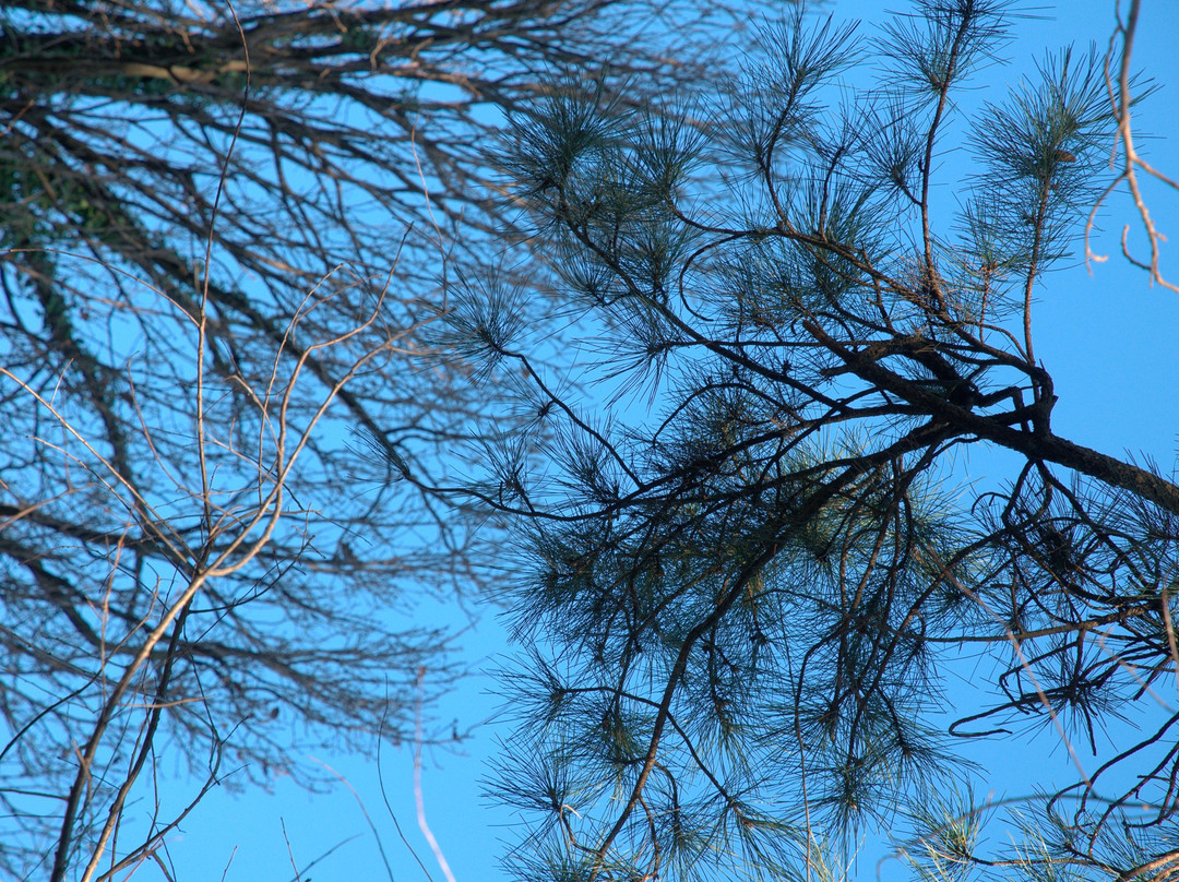 Bosco Chignolo-Triuggio必去景点