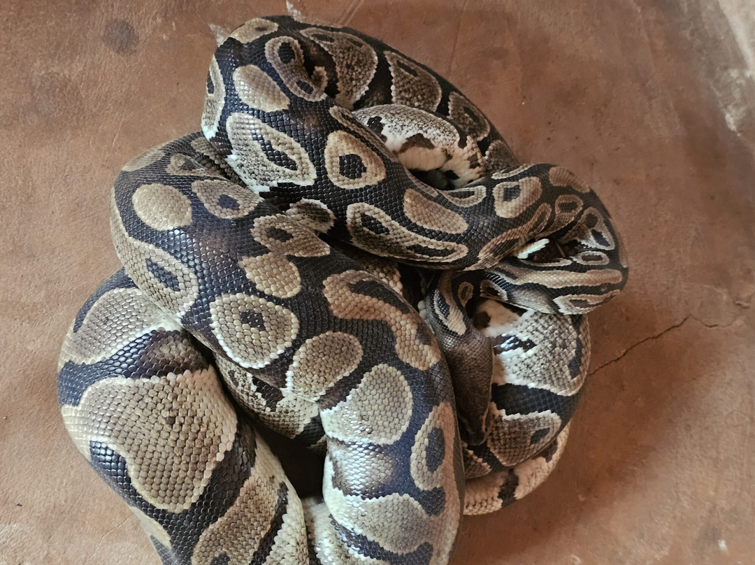 Temple des Pythons-Ouidah必去景点