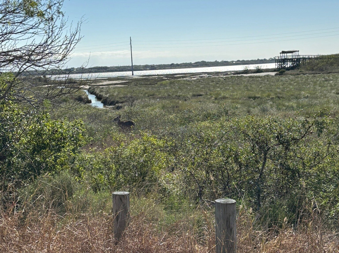 Oso Bay Wetlands Preserve & Learning Center-科珀斯克里斯蒂市必去景点