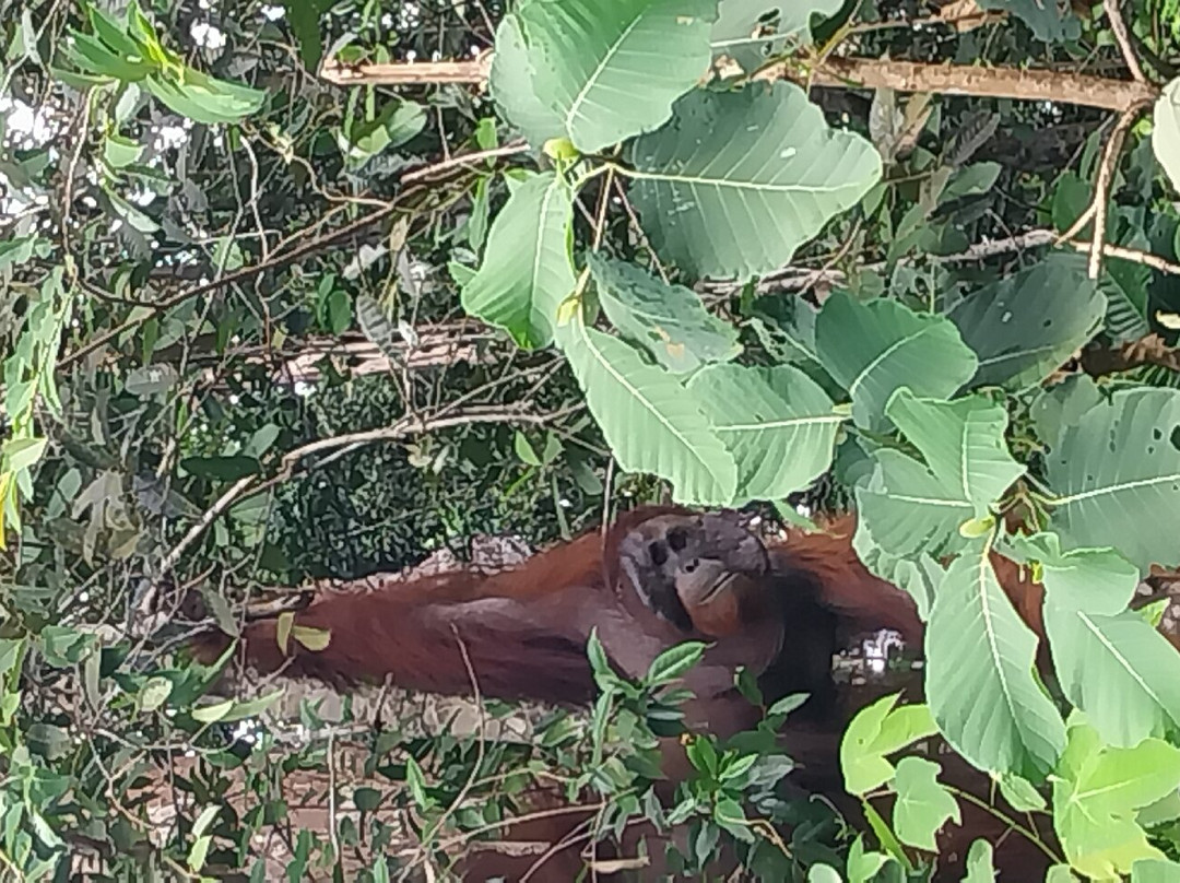 菩提树酒店主图
