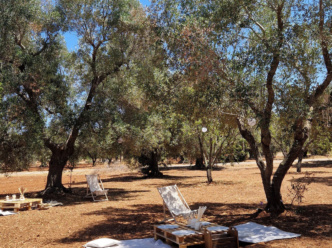 Olive Grove Experience景点图片