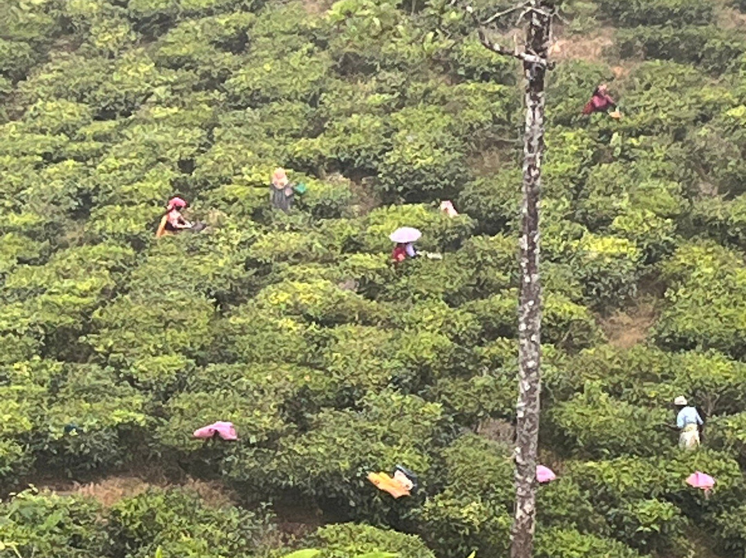 Wayanad Nature Tours景点图片