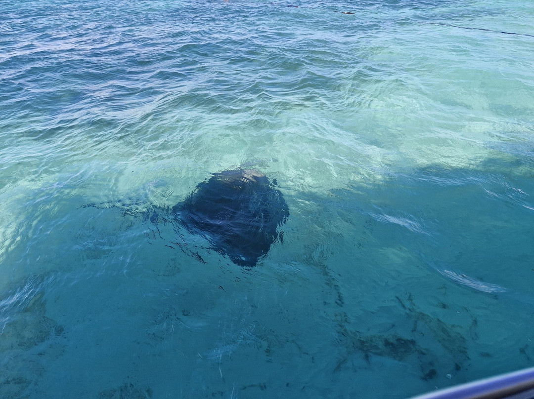 Stingray City景点图片