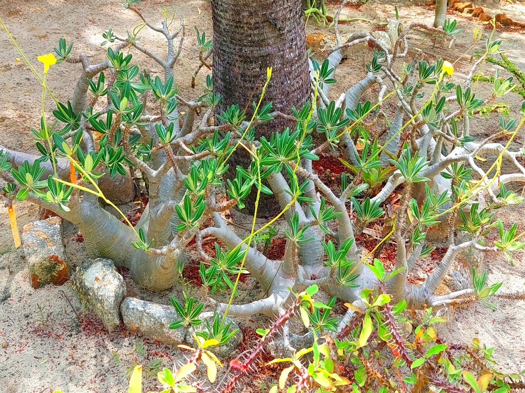 Arboretum of Ranopiso景点图片