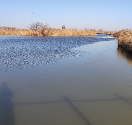 盐城丹顶鹤保护区