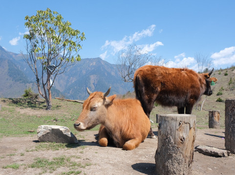 Lion Adventure China-成都必去景点