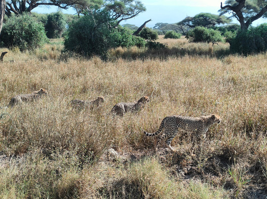 Azmina Tours & Safaris - Sheriffo-马林地必去景点