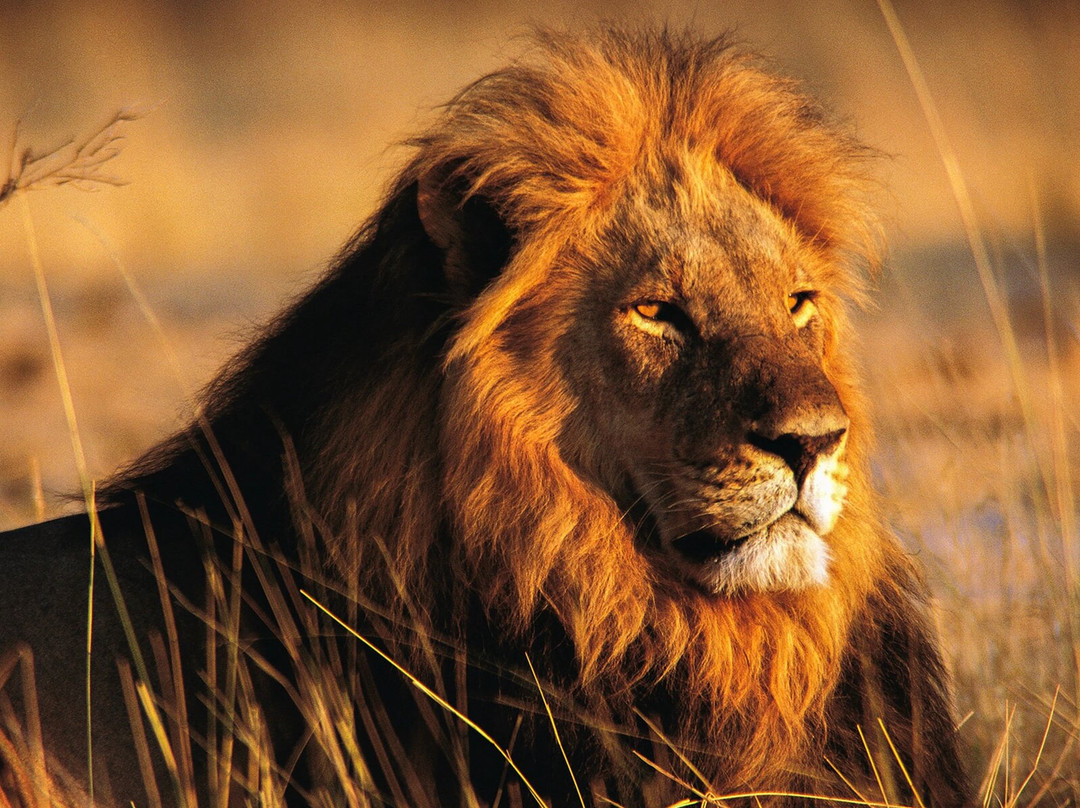 Destinations Kenya Safari-内罗毕必去景点