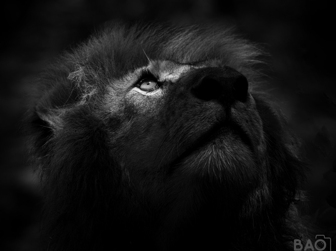Wild Eye景点图片