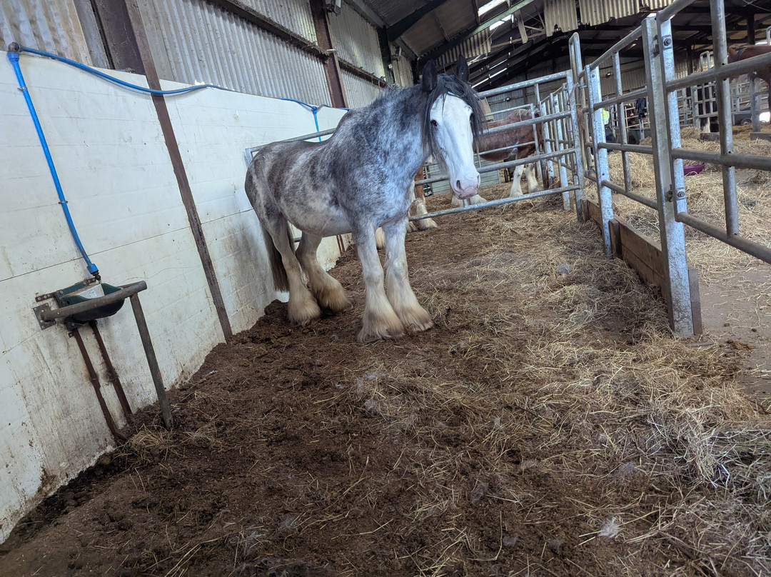 Blackstone Clydesdales Experience景点图片