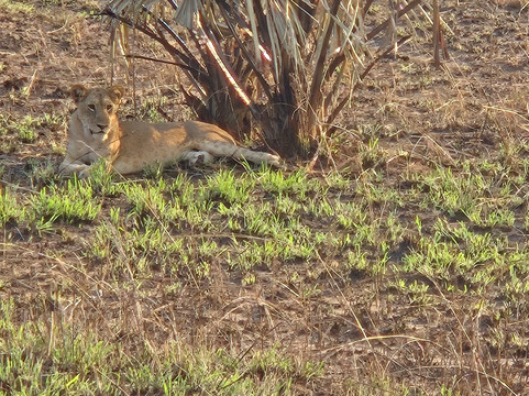 GIRAFFE SIGHTS AFRICA-坎帕拉必去景点