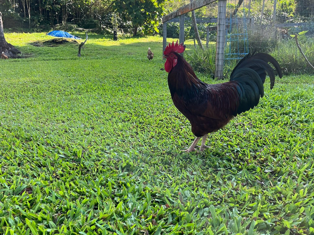 阿洛哈宾馆主图