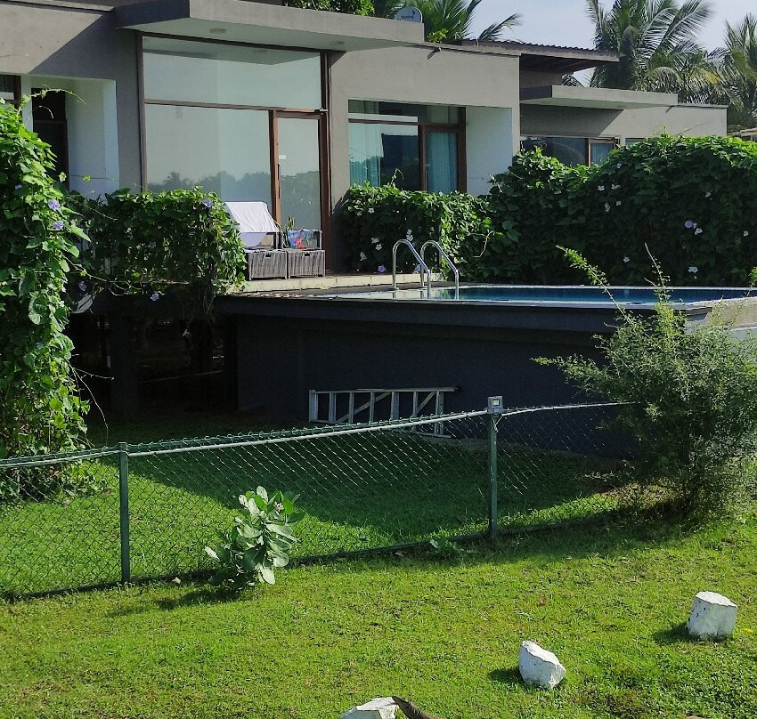 Blue Wild - Yala主图