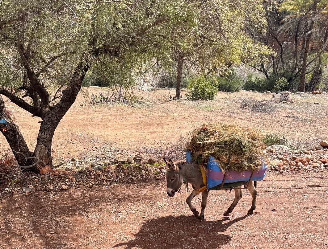 Tayyu Hiking-Taghazout必去景点