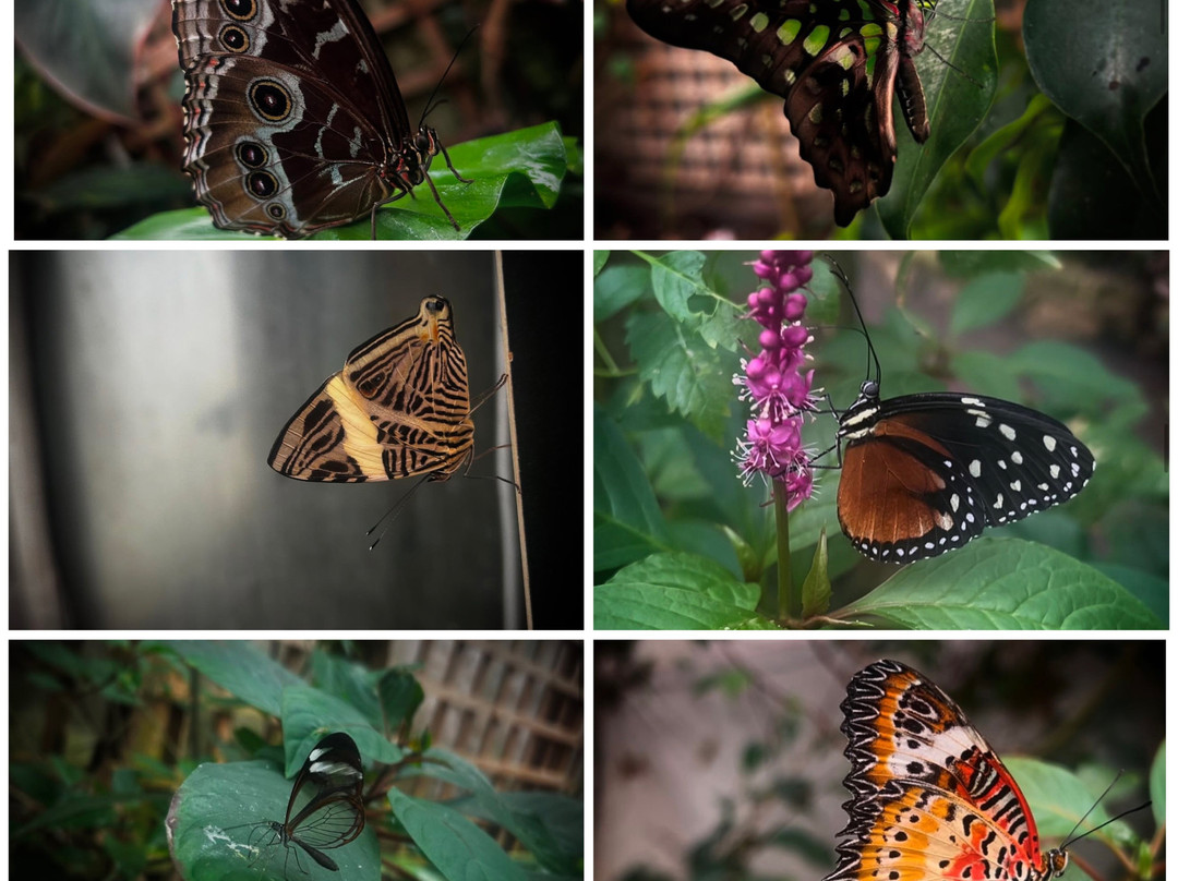 Stratford Butterfly Farm-埃文河畔斯特拉特福必去景点