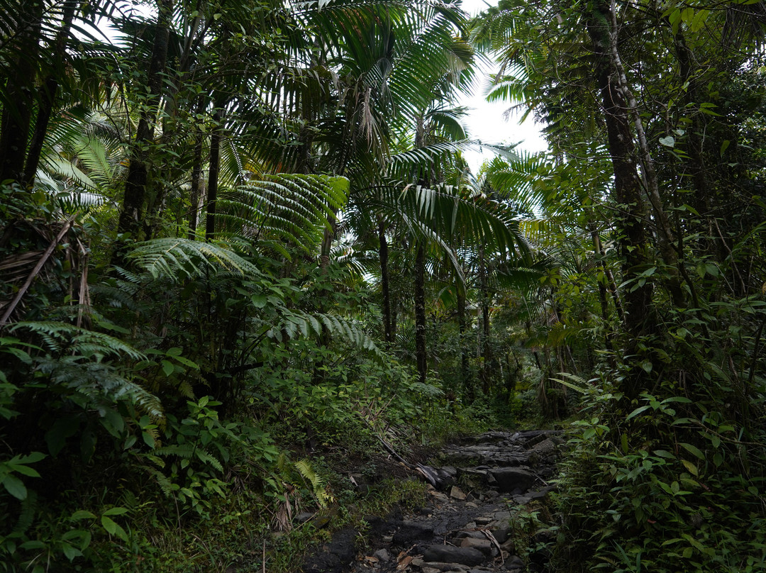 El Yunque National Forest景点图片