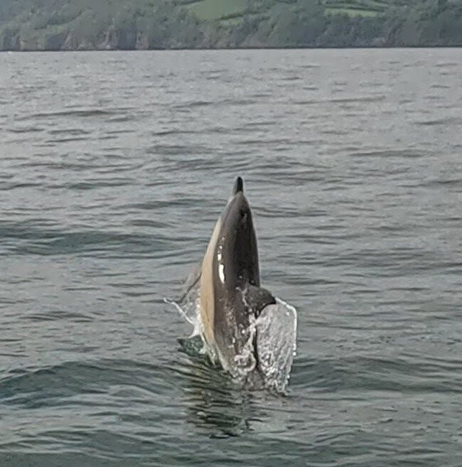 Devon Sea Safari景点图片