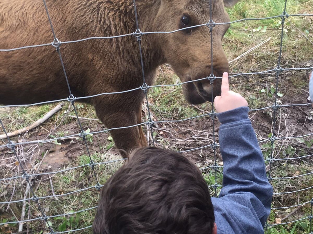 Varmlands Moose Park-Eksharad必去景点