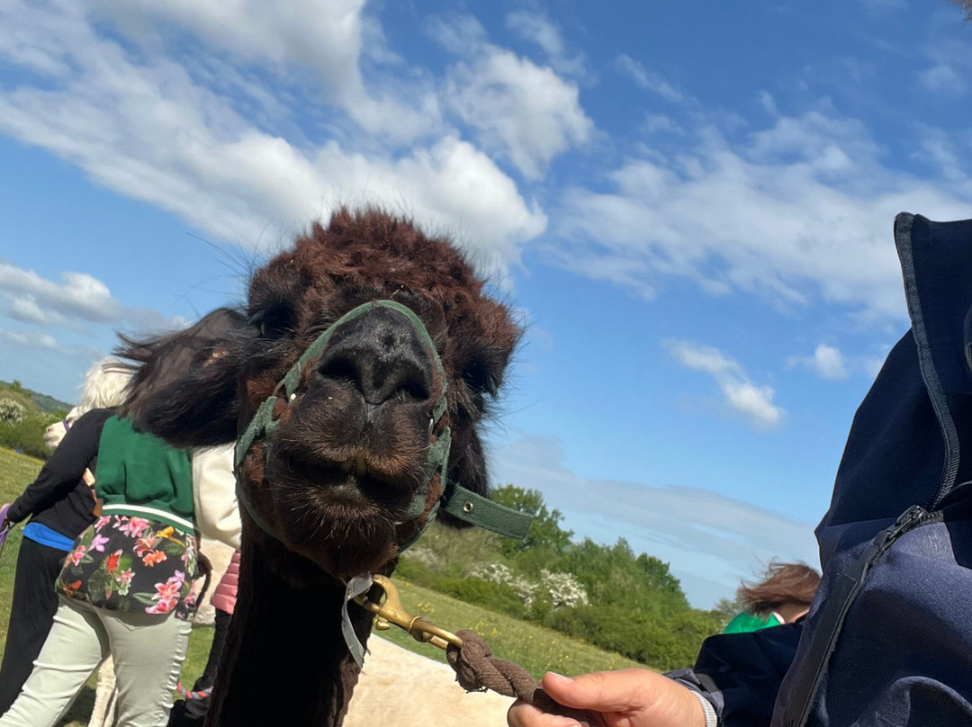 Hensting Alpacas-伊斯特利必去景点