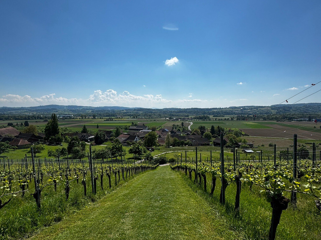 Wein-Wanderweg Weinfelden景点图片