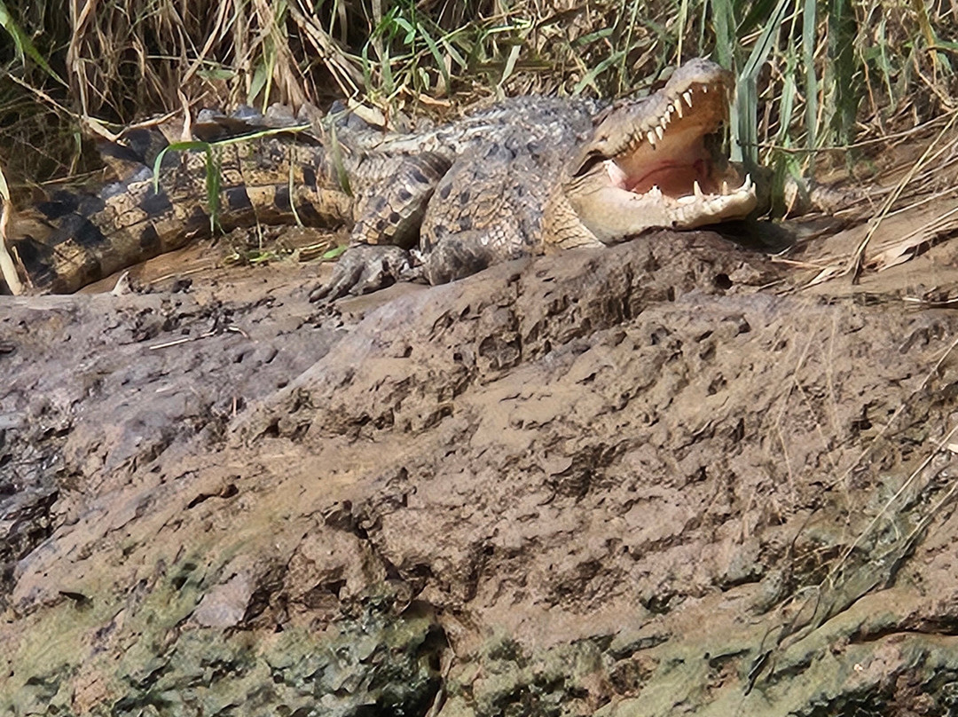 Bruce Belcher’s Daintree River Cruises-Daintree必去景点