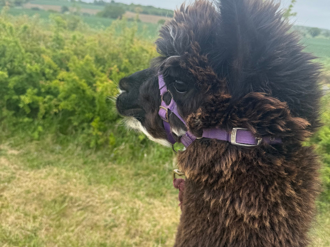 Stubbs Farm Alpacas-Loddon必去景点