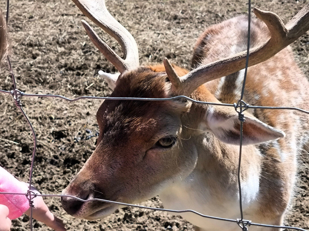 Z'animoland-Monbalen必去景点