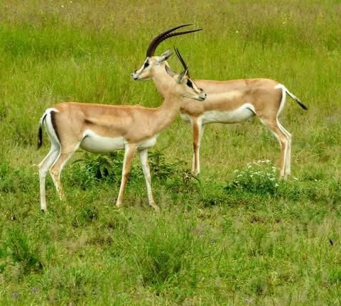 Smart Wildlife Safaris Ltd-乞力马扎罗区必去景点