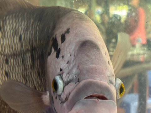 Halu Vietnam Tours-胡志明市必去景点