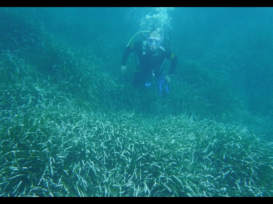 Diving Yoghi景点图片