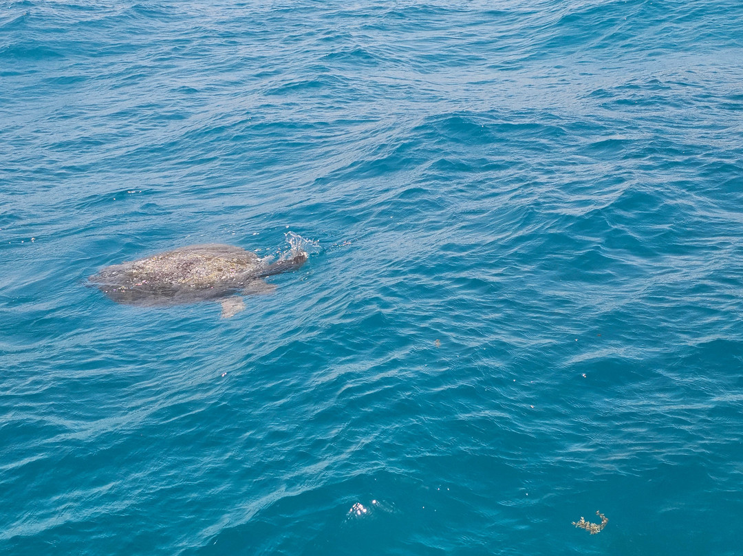 Pamela Tours Fishing & Snorkeling-女人岛必去景点