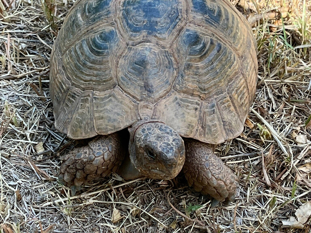 Les Perles de Zaraba主图