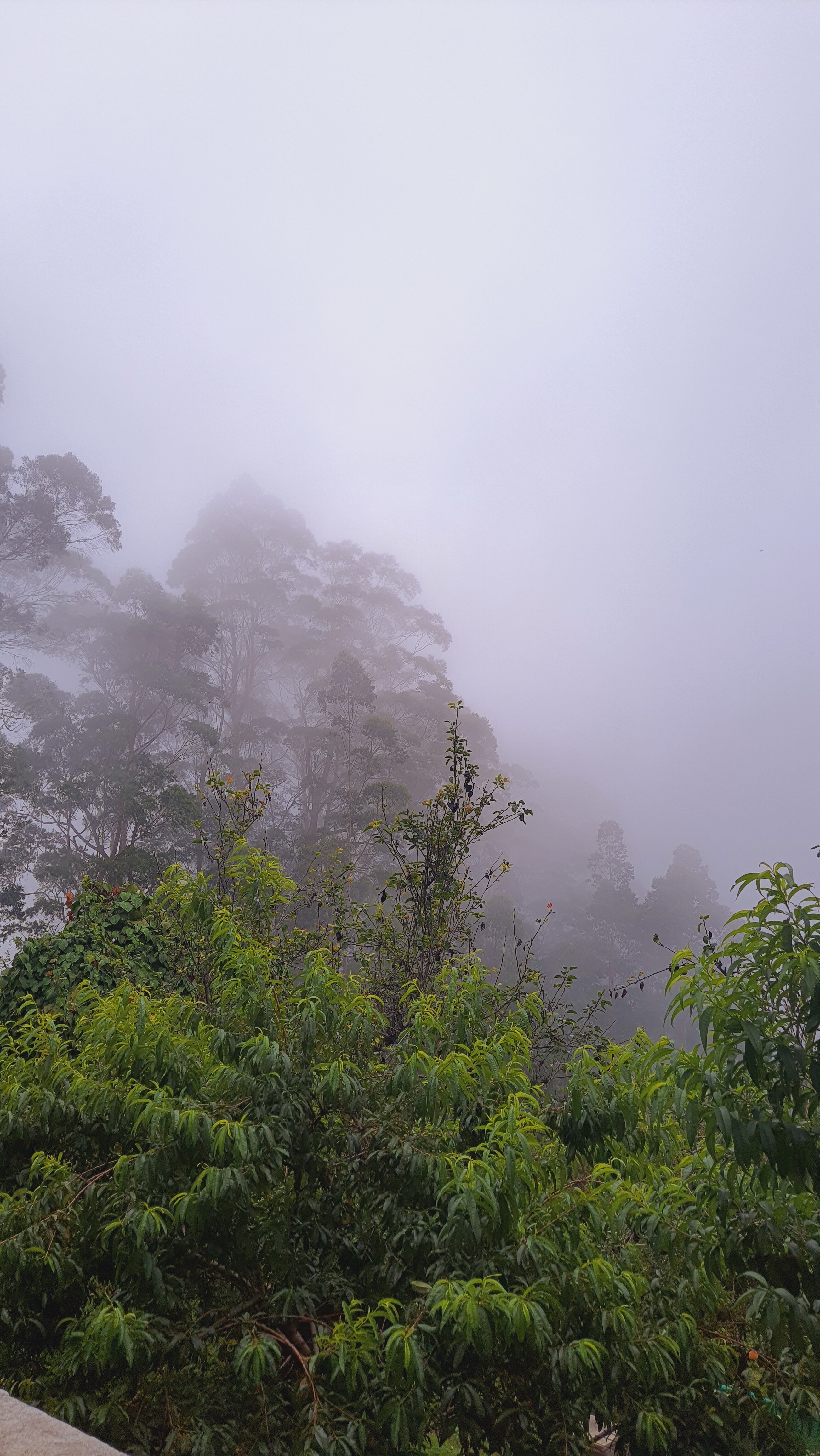 Dolphin Nose Retreat-官方